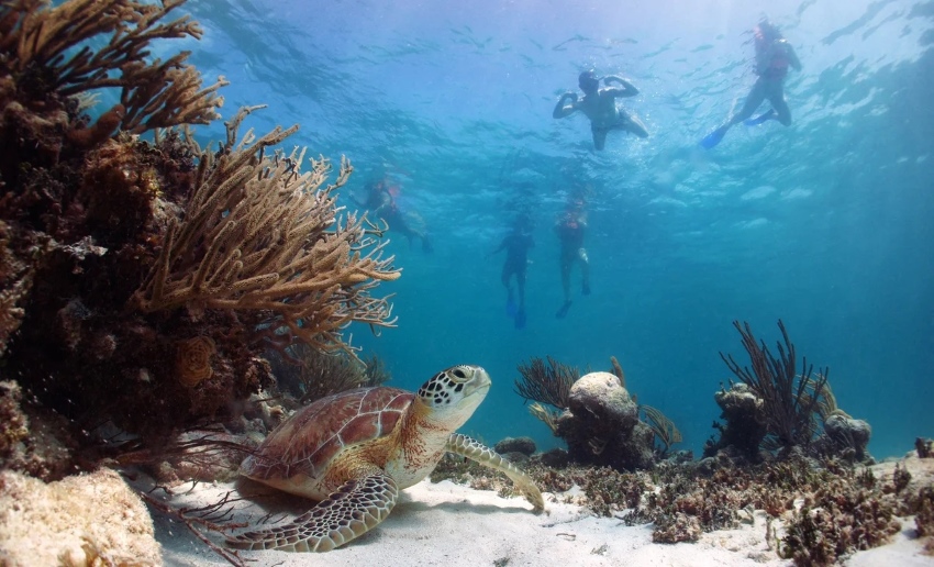 akumal turtle watching