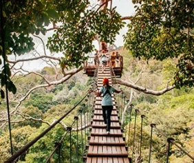 A person walks across a wooden canopy bridge surrounded by lush green trees.