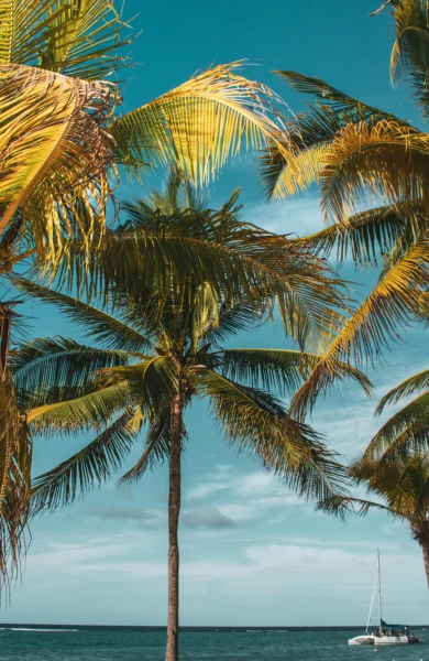 Tropical scene with tall palm trees swaying gently against a bright blue sky. A calm ocean with a distant sailboat the water.